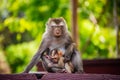 Tired monkey with baby in the park. Thailand. Macaca leonina. Northern Pig-tailed Macaque