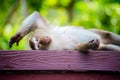 Tired monkey relaxing on the bench in Thailand. Macaca leonina. Northern Pig-tailed Macaque