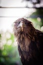 Evocative portrait of the white-tailed eagle (Haliaeetus albicilla)