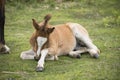 Tired New Forest Pony foal Royalty Free Stock Photo