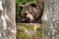 Tired but observant brown bear lying in the forest between trees