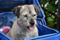 Tired old cairn terrier transportated in a dog buggy