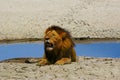 Tired old lion resting next to water Royalty Free Stock Photo