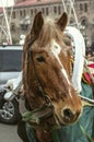 Tired old sweaty red horse, covered with a green cloak in a harness, resting after a walk around the square in Yerevan