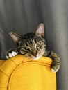 A tired older grey and brown striped kitten wearily resting her head on the top of a yellow chair with the curtains behind her.