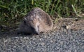 Tired and orphaned young hoglet on a roadside with grass Royalty Free Stock Photo