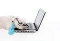 Tired overworked dog sleep computer laptop Royalty Free Stock Photo