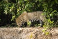 Tired or Painful Jaguar Walking along Mudbank Royalty Free Stock Photo