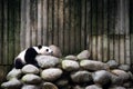 Tired Panda sleeping in a breeding center in Chengdu