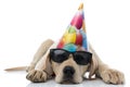 Tired party labrador retriever puppy lying down Royalty Free Stock Photo