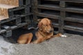 Tired pooch lying on ground waits owner near staircase