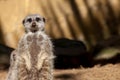 Tired pregnant meerkat on duty. Cute animal looking at camera. Royalty Free Stock Photo