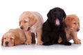 Tired puppies Royalty Free Stock Photo