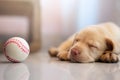 Tired puppy fall asleep after palying with ball