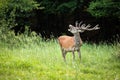 Tired red deer stag yawning with mouth open in green nature.