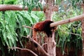 Tired red panda Sleeping stock photo