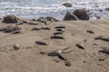 Tired relaxing seals at the beach