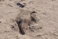 Tired relaxing seals at the beach