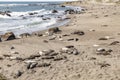 Tired relaxing seals at the beach