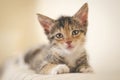 Tired rescued 6 weeks calico kitten with bright eyes looking at the camera and resting on the sofa