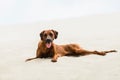 Tired Rhodesian Ridgeback lying on sand Royalty Free Stock Photo