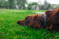 Tired unhappy brown Irish Setter dog lies on the grass in a summer park. Royalty Free Stock Photo