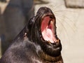 Tired sea lion yawning Royalty Free Stock Photo