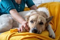 Tired shepherd dog on the sofa at home Royalty Free Stock Photo