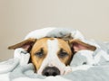 Funny young staffordshire terrier puppy lying covered in throw blanket and falling asleep Royalty Free Stock Photo