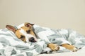 Funny young staffordshire terrier puppy lying covered in throw blanket and falling asleep Royalty Free Stock Photo