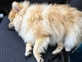 A tired sleep fluffy blonde pomeranian puppy sleeping on the front seat of a car taking a nap