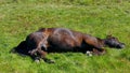 Tired sleeping bay horse Royalty Free Stock Photo