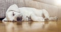 Tired sleeping dog puppy on parquet floor Royalty Free Stock Photo