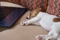 Tired sleeping Jack Russel terrier dog near laptop on the sofa