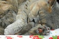 Tired sleeping pedigree british shorthair cat asleep dreaming dreams napping Royalty Free Stock Photo