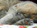 Tired sleeping pedigree british shorthair cat asleep dreaming dreams napping Royalty Free Stock Photo