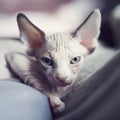 Tired sleepy kitten looking to camera. Portrait sphynx young cat in bed. Naked hairless domestic cat breed with beautiful blue eye