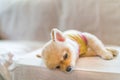 Tired and sleepy pomeranian dog wearing t-shirt, sleeping on sofa, with copy space, concept of hanging over or Monday work Royalty Free Stock Photo