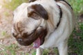 Tired and sleepy pug yawns while walking in the park Royalty Free Stock Photo