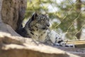 Tired Snow Leopard Royalty Free Stock Photo