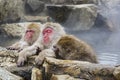 Tired Snow Monkey and Friends in Hot Springs