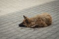 Tired stray dog lies in the shade on the pavement.