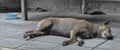 Tired stray dog sleeping on the ground in Asia