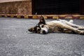 Street dog lying on the asphalt