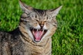 Tired striped cat yawns. Portrait of domestic short-haired tabby tom cat relaxing in the garden. Close up of sleepy tomcat