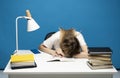 Tired student girl with glasses sleeping on the books in the library. Student studying hard exam and sleeping on books Royalty Free Stock Photo