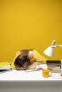 Tired student girl with glasses sleeping on the books in the library. Student studying hard exam and sleeping on books Royalty Free Stock Photo