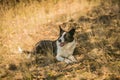 Tired thirsty short haired border collie dog