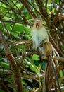 Tired toque macaque monkey yawning in a tree branch, mouth open wide Royalty Free Stock Photo