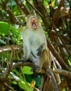 Tired toque macaque monkey yawning in a tree branch, mouth open wide Royalty Free Stock Photo